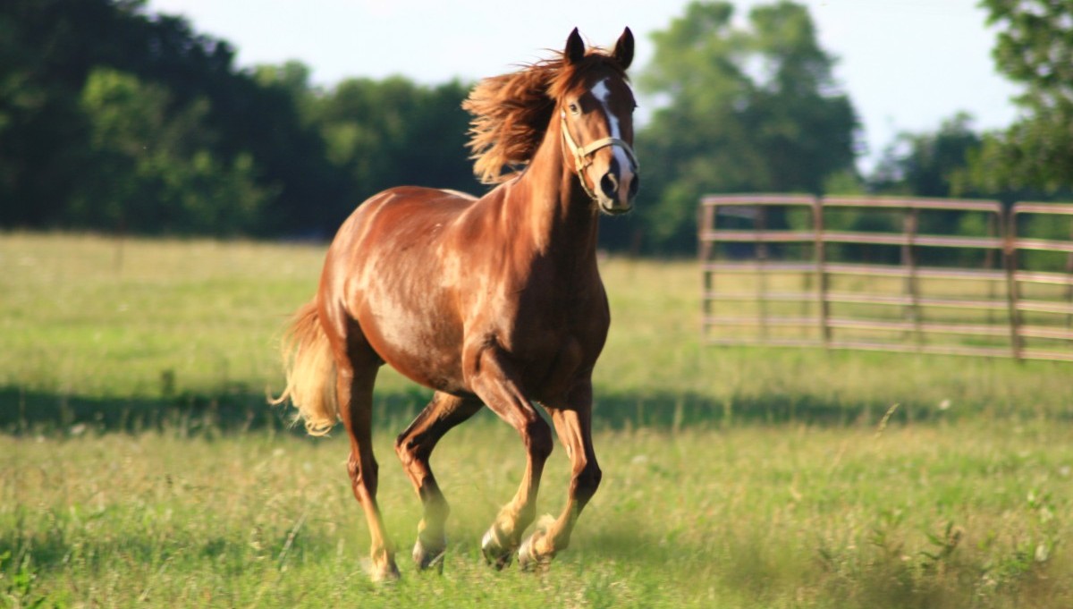 Horses