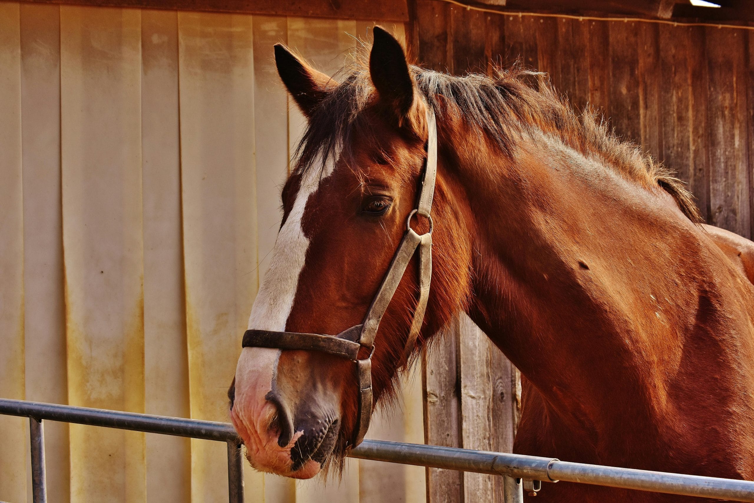 Equine Therapy Near Me Boosting Physical and Mental Wellbeing